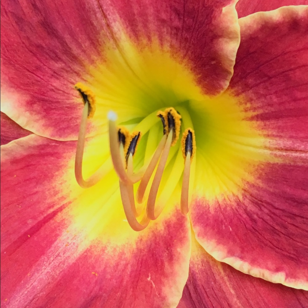 Meet your Posher, Jennifer